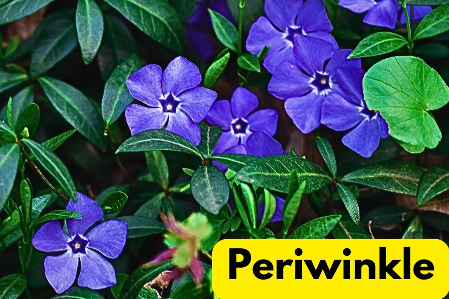 Periwinkle vs vinca