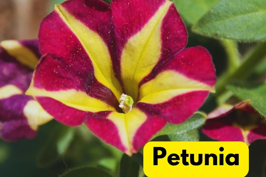 Vinca vs. Petunia