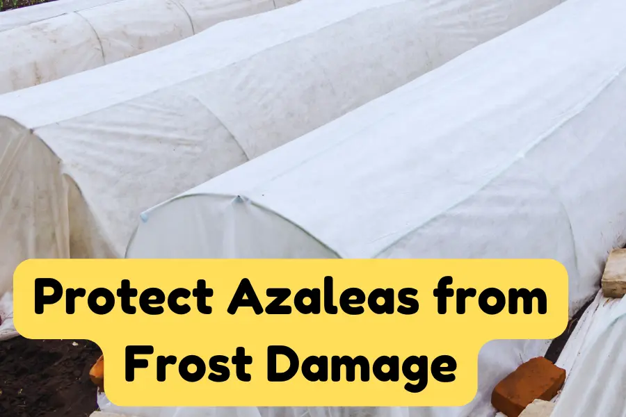 Protect Azaleas from Frost Damage to fix brown leaves of azaleas