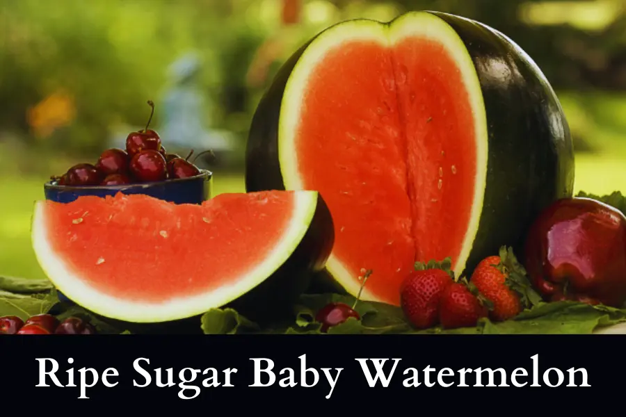 Ripe Sugar Baby Watermelon picture