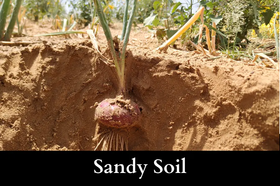 Sandy Soil is best soil for planting onions