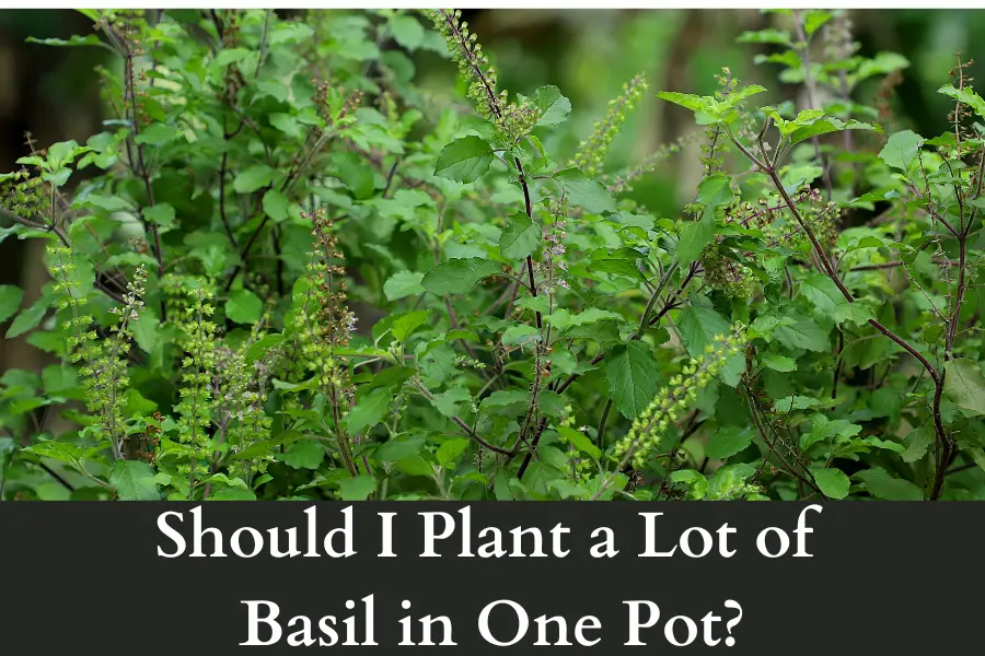 Should I Plant a Lot of Basil in One Pot