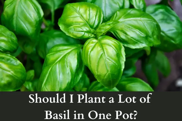 Should I Plant a Lot of Basil in One Pot