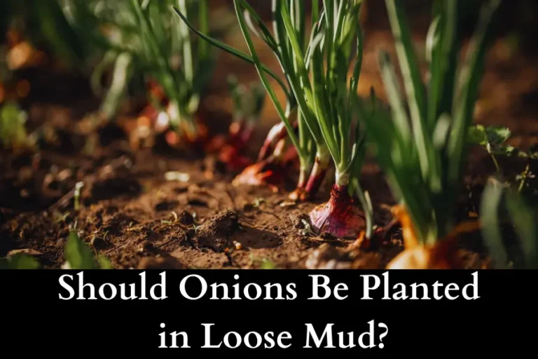 Should Onions Be Planted in Loose Mud