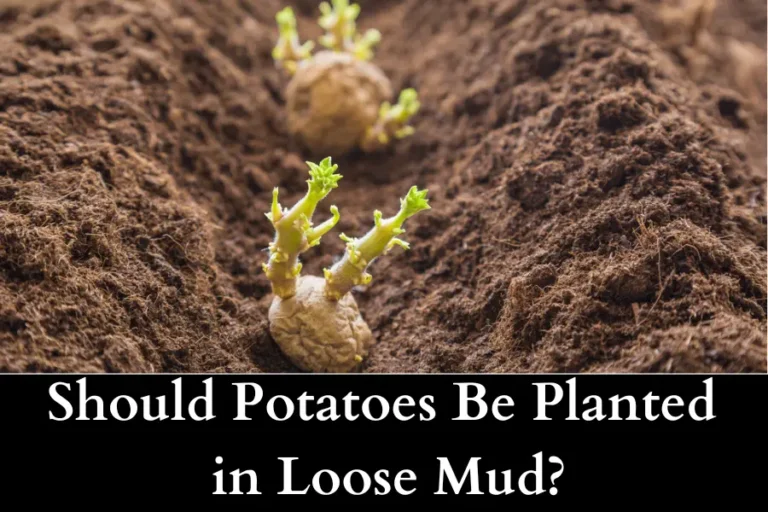 Should Potatoes Be Planted in Loose Mud