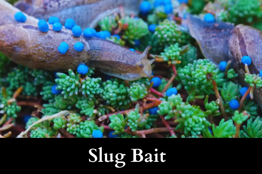 Slug Bait to Get Rid of Slugs on Your Cucumbers