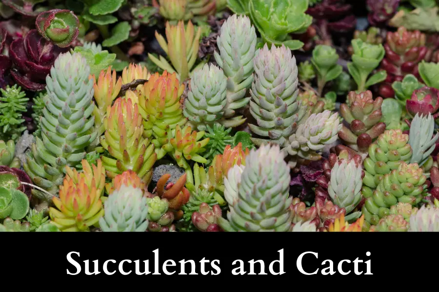 Succulents and Cacti cannot Grow Well with Ivy in a Pot