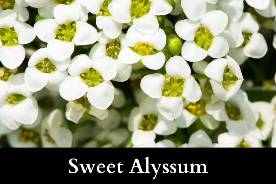 Sweet Alyssums Grow Well with Ivy in a Pot