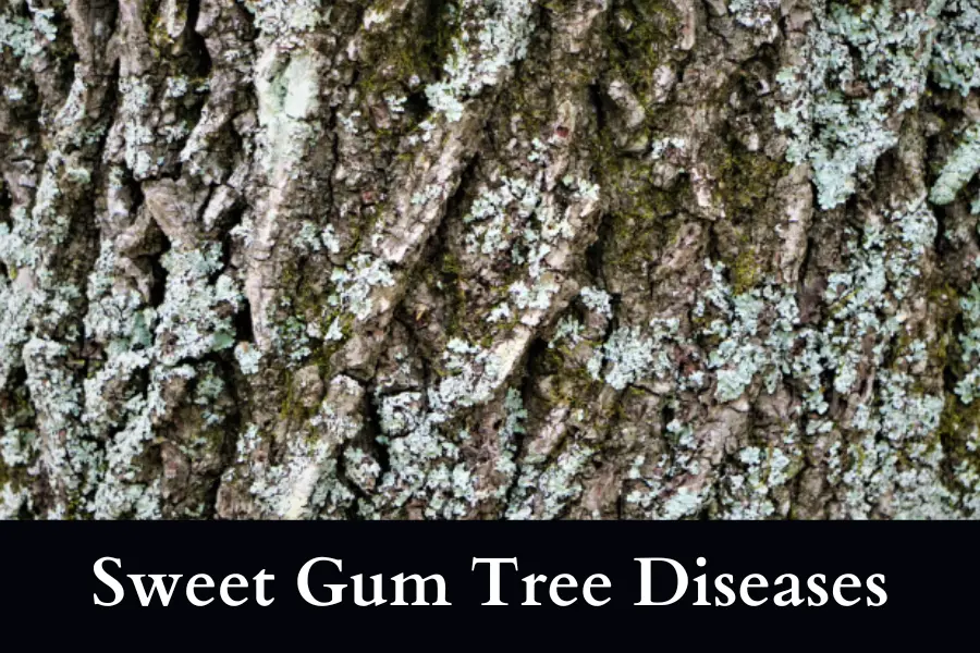 Sweet Gum Tree diseases can force them to Fall