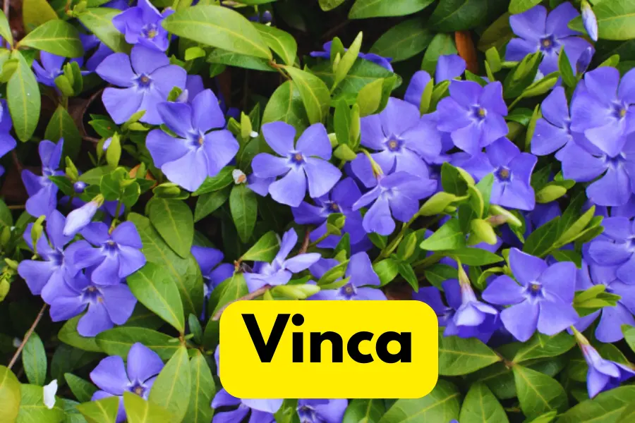 Vinca appearance vs Impatiens