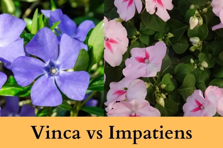 Vinca vs Impatiens