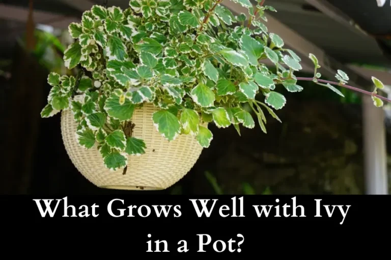 What Grows Well with Ivy in a Pot