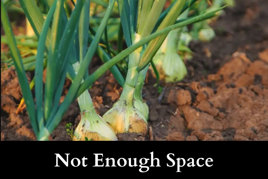 What are some common mistakes when planting onions in loose soil