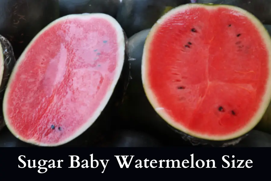 What is the Sugar Baby Watermelon Size