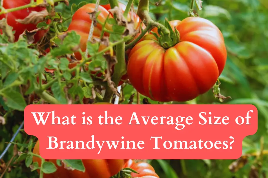 What is the average size of Brandywine tomatoes