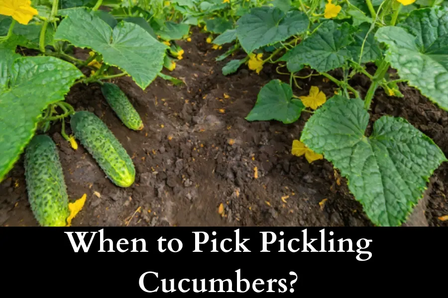 When to Pick Pickling Cucumbers