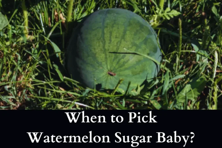 When to Pick Watermelon Sugar Baby