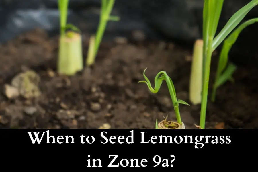 When to Seed Lemongrass in Zone 9a