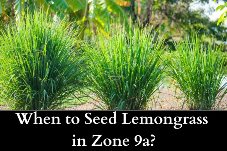 When to Seed Lemongrass in Zone 9a