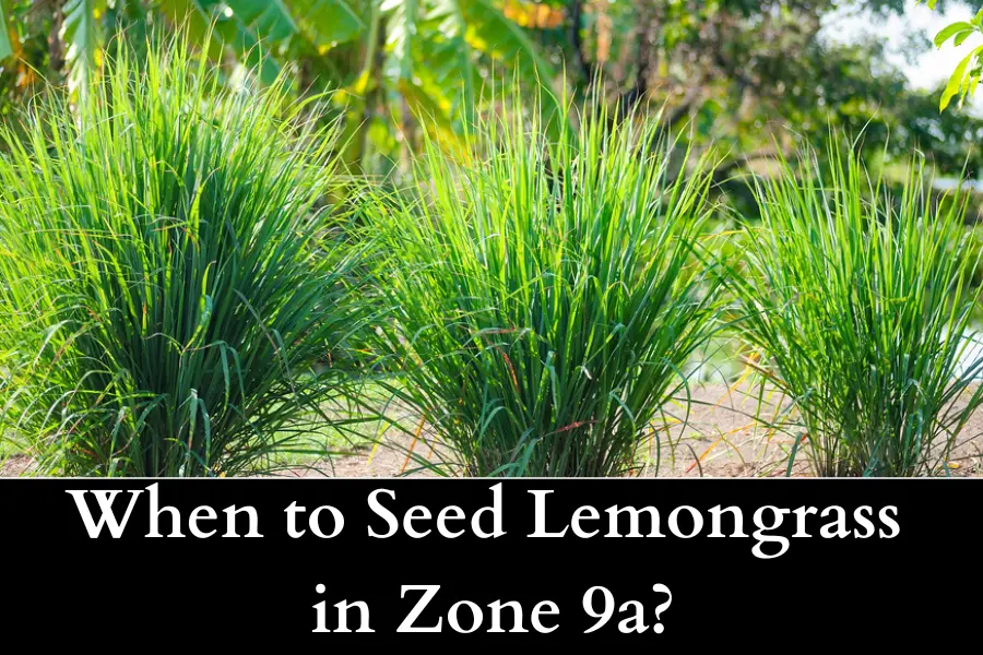 When to Seed Lemongrass in Zone 9a