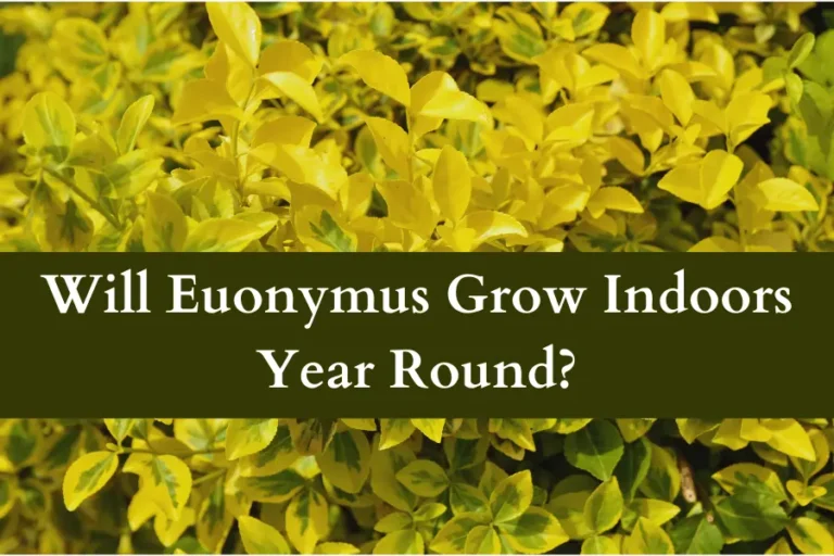 Will Euonymus Grow Indoors Year Round