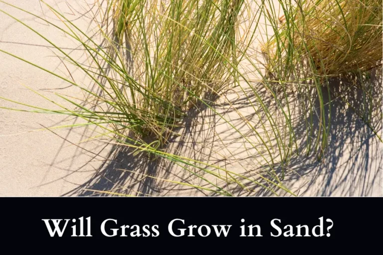 Will Grass Grow in Sand