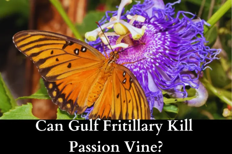 Will Gulf Fritillary Kill My Passion Vine