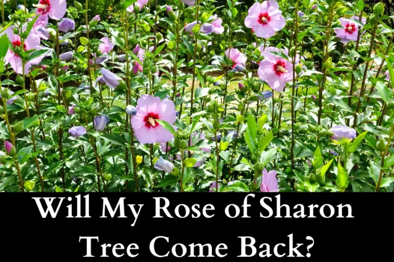 Will My Rose of Sharon Tree Come Back