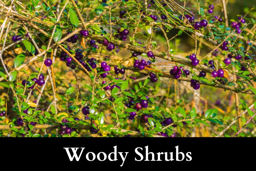 Woody Shrubs cannot Grow Well with Ivy in a Pot