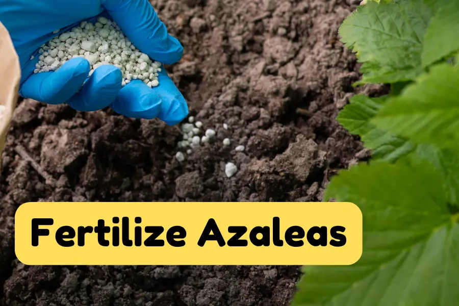 add fertilizers to fix brown leaves of azaleas