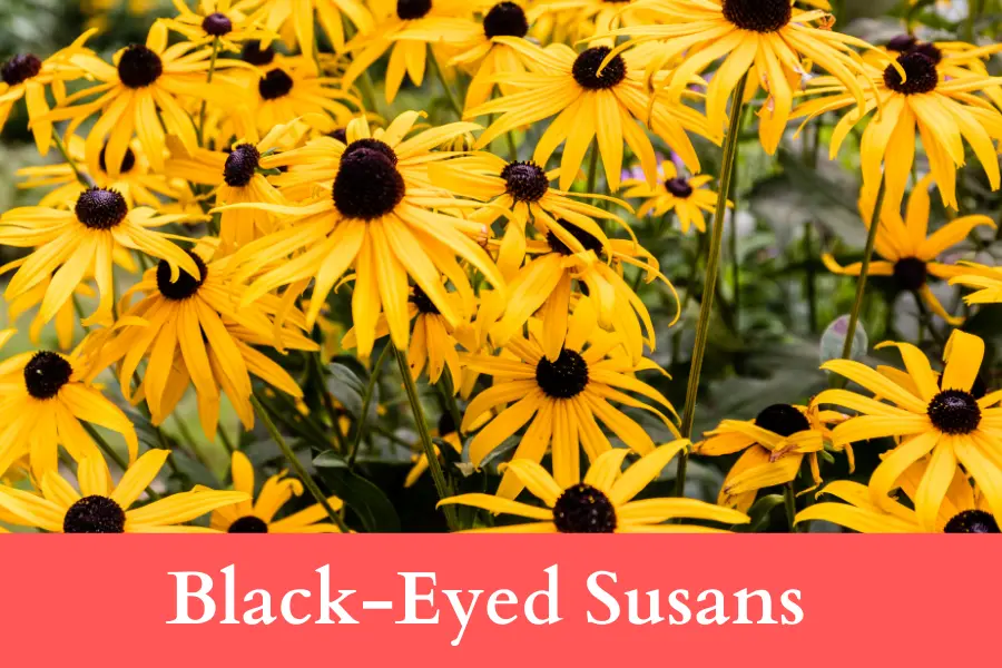 black eyed susans Wildflowers can Grow in Rough Conditions