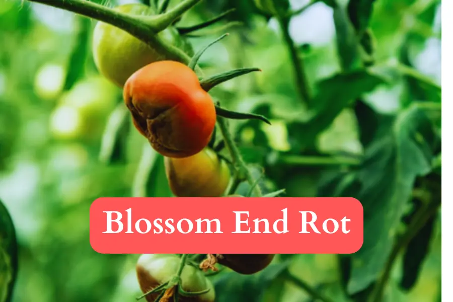 blossom end rot can reduce number of tomatoes on brandywine plant