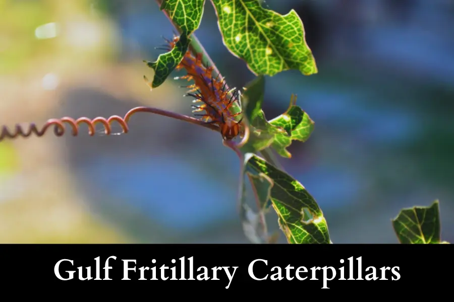 can Gulf Fritillary Kill My Passion Vine