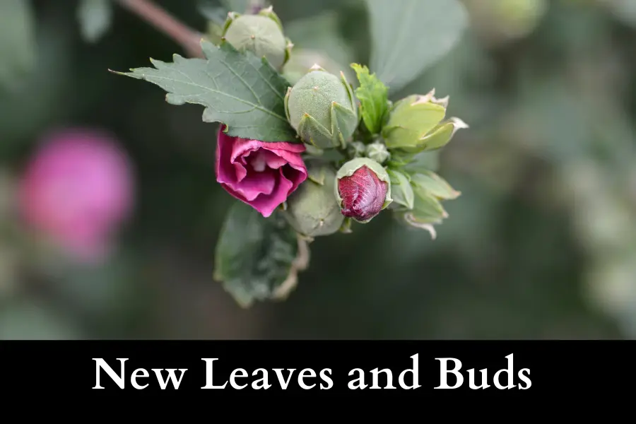 check buds to see if Rose of Sharon tree come back