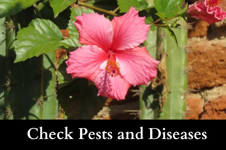 check if pests and diseases of Rose of Sharon tree to confirm if it comes back