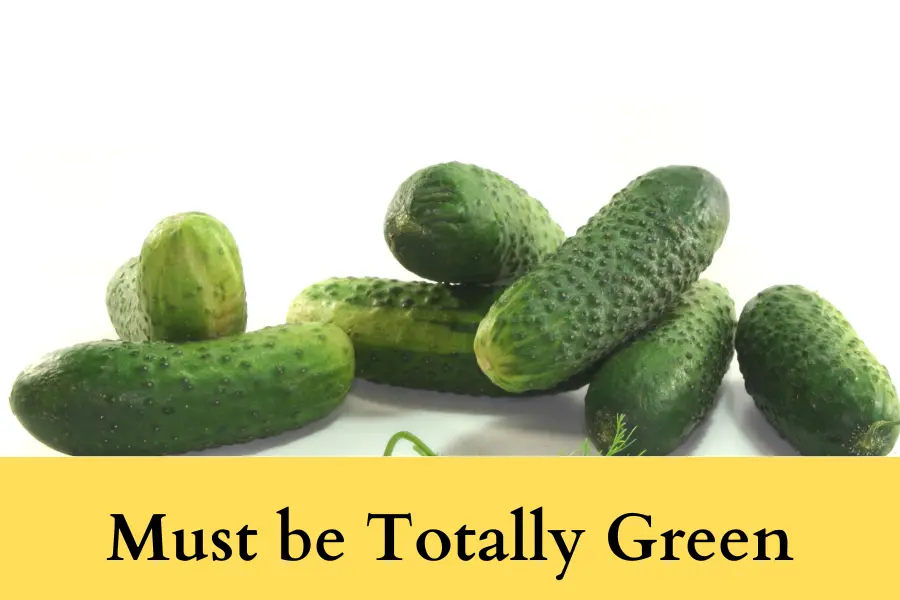 green color is an indicator that pickling cucumbers are ready to be picked