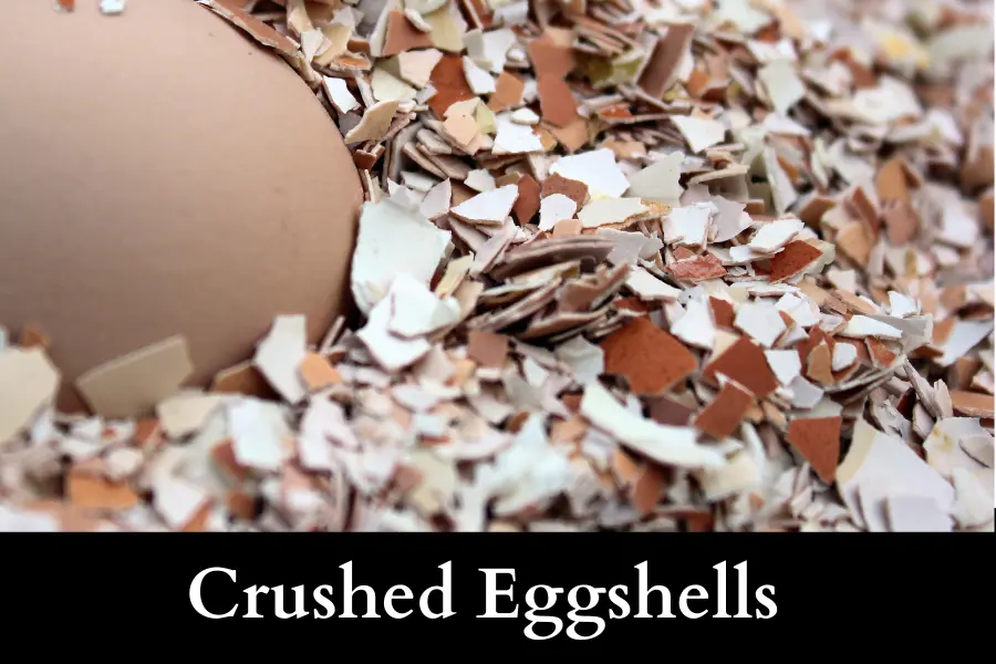 crushed eggshells to naturally Get Rid of Slugs on Your Cucumbers