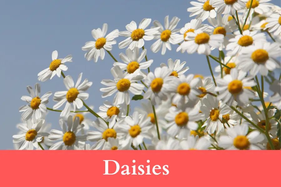 daisies Wildflowers can Grow in Rough Conditions