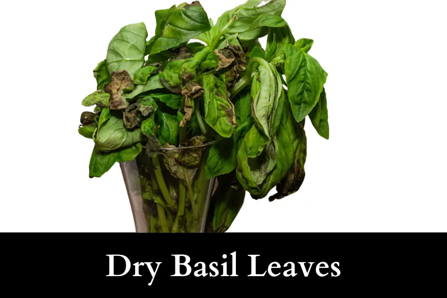 dry basil leaves