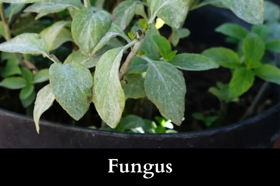 fungal growth in outdoor basil is the sign that it has been overwatered in rain