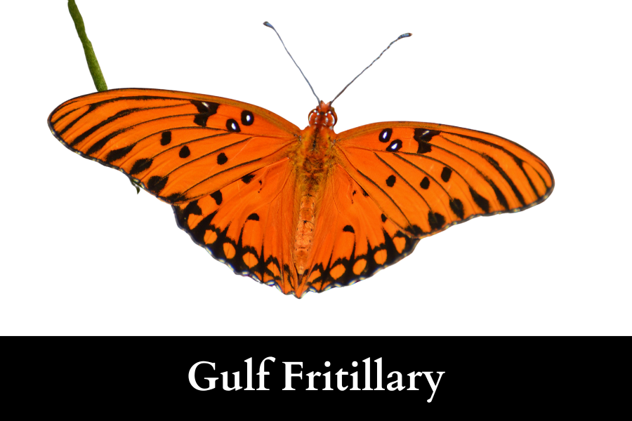 how Gulf Fritillaries look on passion vine