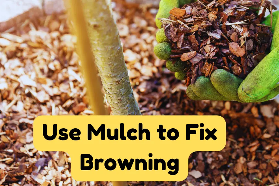 mulch can fix brown leaves of azaleas