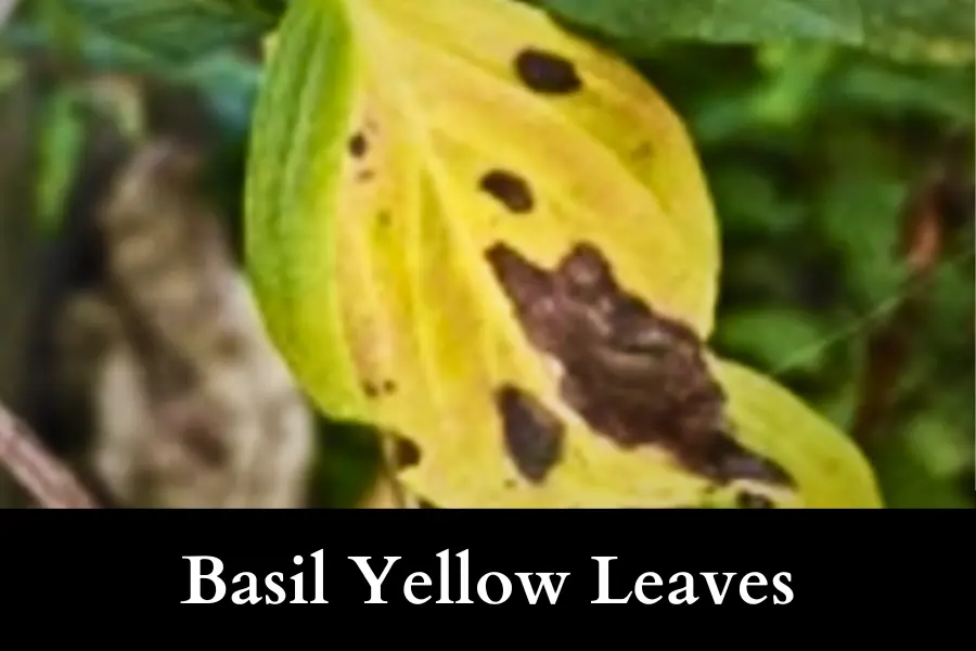 outdoor basils yellow leaves is the signs that it has been overwatered