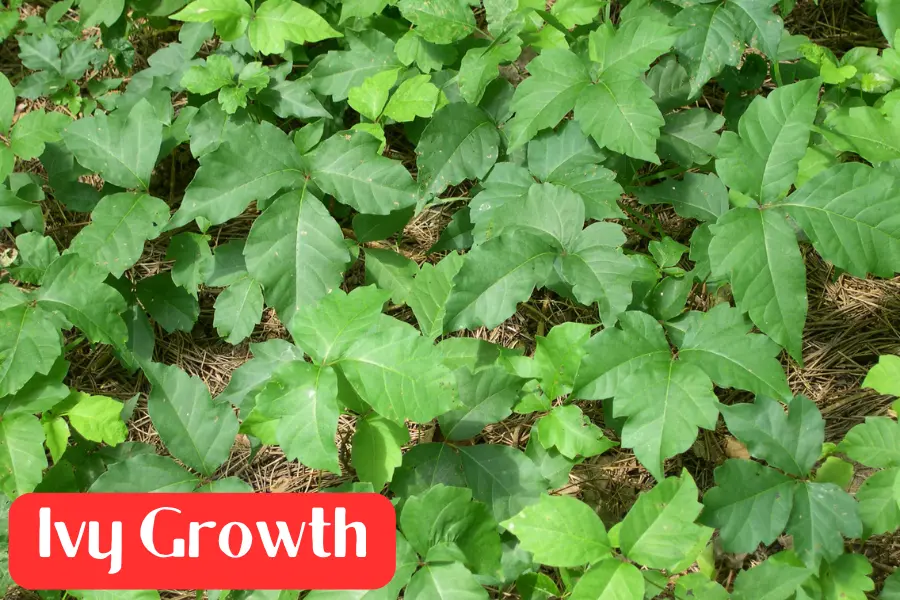 poison ivy growth is different than boxelder