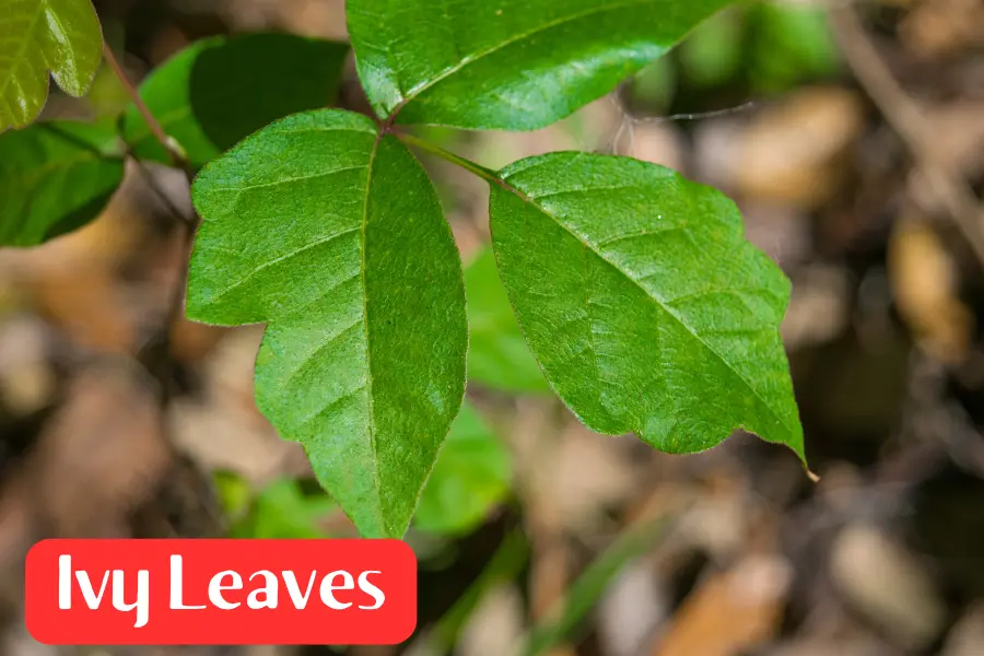 poison ivy leaves is different than boxelder and boston ivy