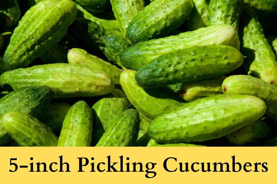 size is an indicator that pickling cucumbers are ready to be picked