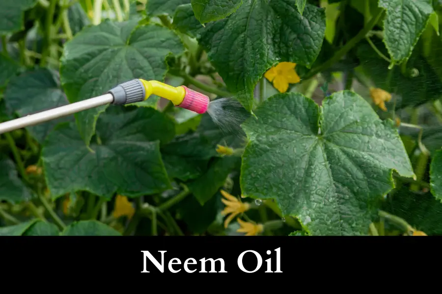 use Neem Oil Spray to Get Rid of Slugs on Your Cucumbers