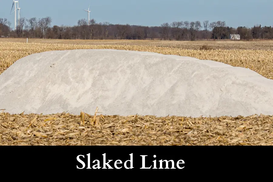 use Slaked Lime to Get Rid of Slugs on Your Cucumbers