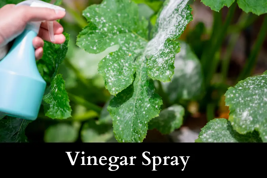 use Vinegar Spray to Get Rid of Slugs on Your Cucumbers