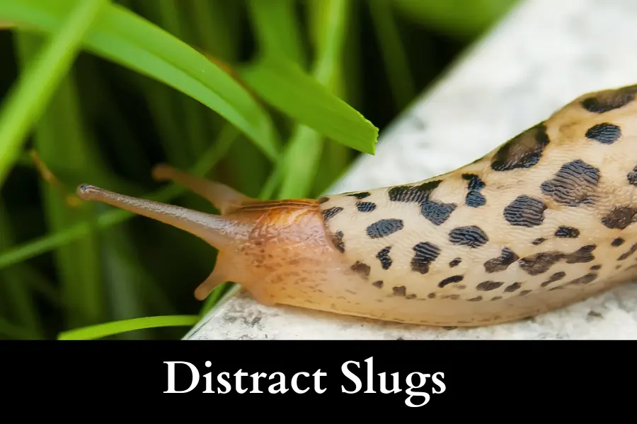 use trap crops to Get Rid of Slugs on Your Cucumbers